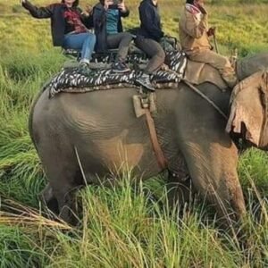 7 Nights / 8 Days Guwahati & Kaziranga Wildlife Tour ( 2 PX)