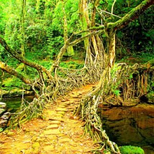 5 Nights / 6 Days Meghalaya Waterfalls, Living Root Bridges & Dawki Tour (1 px)